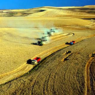 Palouse Hills wheat harvest
